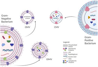 Deciphering psychobiotics’ mechanism of action: bacterial extracellular vesicles in the spotlight